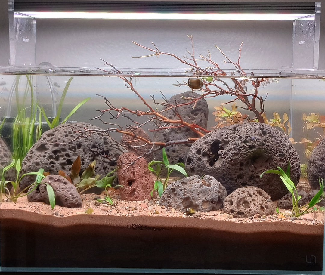 Lava rock 20lbs