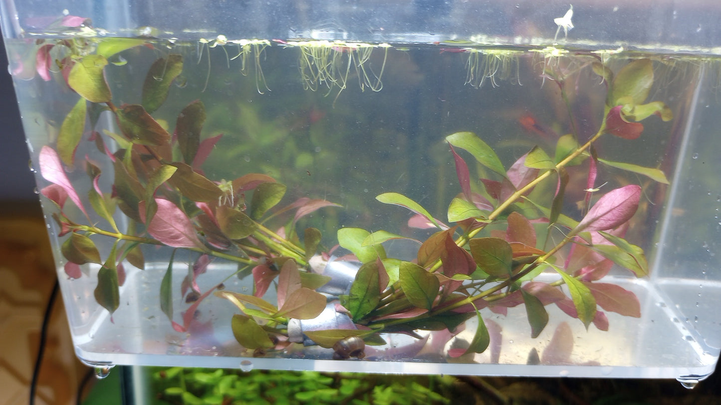 Ludwigia Repens