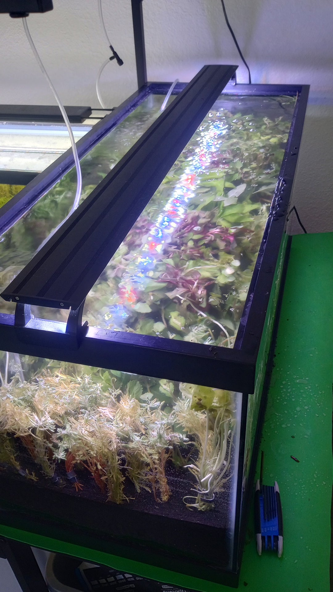 Dealers Choice 10 Plant Bunch Bundle