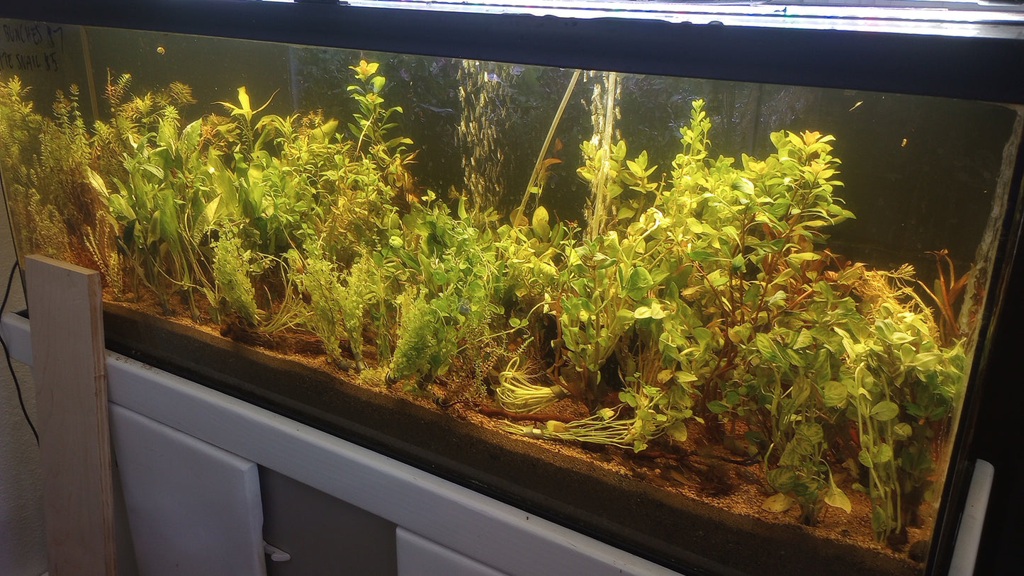 Dealers Choice 10 Plant Bunch Bundle