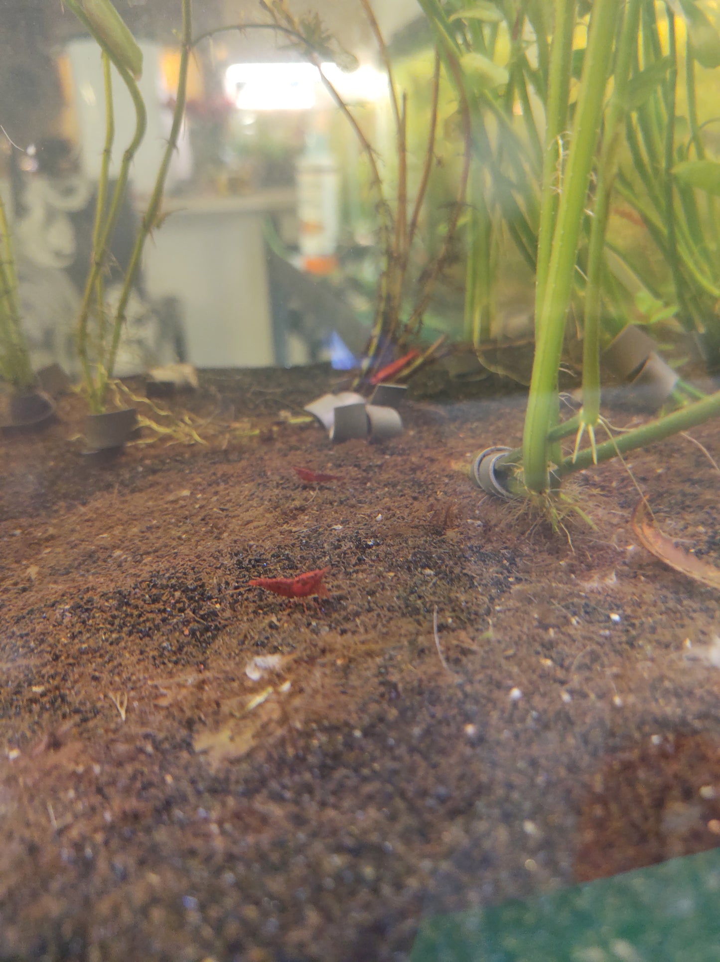 Red neocaridina 10 pack