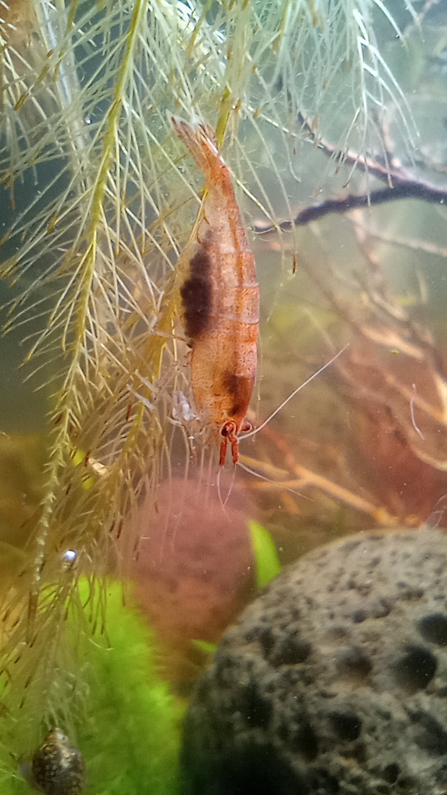 Sulawesi Malawa Shrimp 8 pack