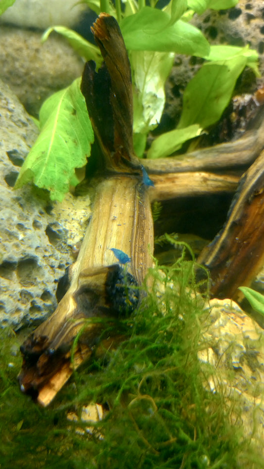 Blue Neocaridina Breeder Pack