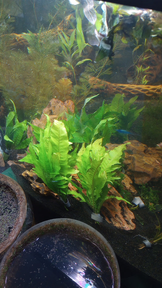 Java fern